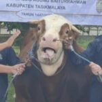 Jelang Idul Adha 1447 H, Sapi Raksasa 1,2 Ton Milik Presiden Tiba di Halaman Masjid Agung Baiturrahman 19 Jelang Idul Adha 1447 H, Sapi Raksasa 1,2 Ton Milik Presiden Tiba di Halaman Masjid Agung Baiturrahman