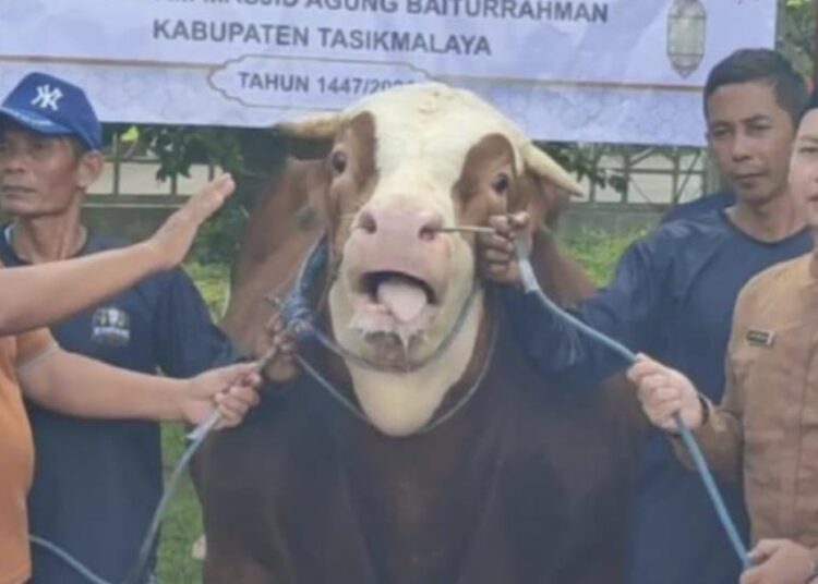 Jelang Idul Adha 1447 H, Sapi Raksasa 1,2 Ton Milik Presiden Tiba di Halaman Masjid Agung Baiturrahman 1 Jelang Idul Adha 1447 H, Sapi Raksasa 1,2 Ton Milik Presiden Tiba di Halaman Masjid Agung Baiturrahman