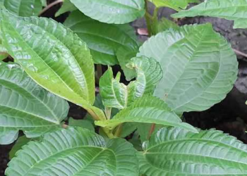 Daun Pohpohan, Sayuran Tradisional Kaya Nutrisi dan Antioksidan 8 Daun Pohpohan, Sayuran Tradisional Kaya Nutrisi dan Antioksidan