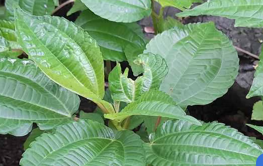 Daun Pohpohan, Sayuran Tradisional Kaya Nutrisi dan Antioksidan 1 Daun Pohpohan, Sayuran Tradisional Kaya Nutrisi dan Antioksidan