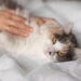 Tanda-Tanda Kucing Mau Melahirkan, Siap Siap!