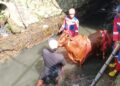 Dramatis, Tim Damkar Kota Tasikmalaya Selamatkan Sapi 400 Kilogram Terjebak di Sungai Jalan Petir