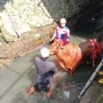 Dramatis, Tim Damkar Kota Tasikmalaya Selamatkan Sapi 400 Kilogram Terjebak di Sungai Jalan Petir 22 Dramatis, Tim Damkar Kota Tasikmalaya Selamatkan Sapi 400 Kilogram Terjebak di Sungai Jalan Petir