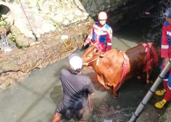 Dramatis, Tim Damkar Kota Tasikmalaya Selamatkan Sapi 400 Kilogram Terjebak di Sungai Jalan Petir