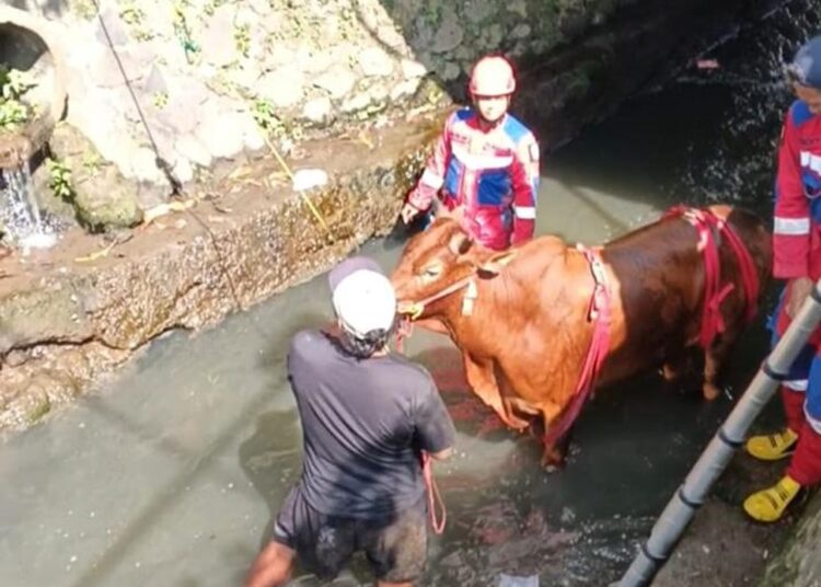Dramatis, Tim Damkar Kota Tasikmalaya Selamatkan Sapi 400 Kilogram Terjebak di Sungai Jalan Petir 1 Dramatis, Tim Damkar Kota Tasikmalaya Selamatkan Sapi 400 Kilogram Terjebak di Sungai Jalan Petir