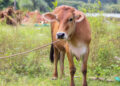 Tips Agar Daging Kurban Empuk dan Tidak Alot, Gampang!