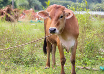 Tips Agar Daging Kurban Empuk dan Tidak Alot, Gampang!