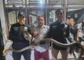 Ular King Cobra 3 Meter Nyaris Masuk Rumah Tetin