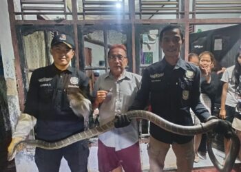 Ular King Cobra 3 Meter Nyaris Masuk Rumah Tetin 2 Ular King Cobra 3 Meter Nyaris Masuk Rumah Tetin