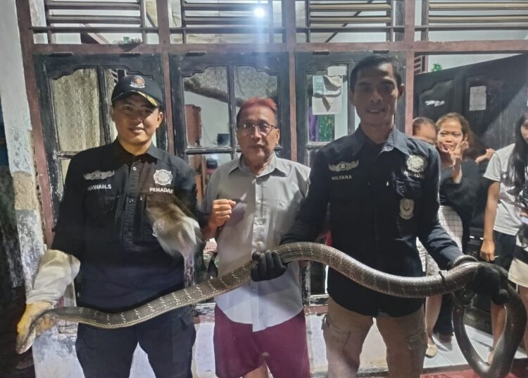 Ular King Cobra 3 Meter Nyaris Masuk Rumah Tetin 1 Ular King Cobra 3 Meter Nyaris Masuk Rumah Tetin