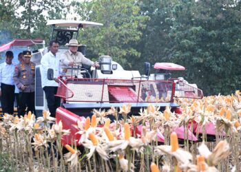 Surplus Jagung Kokohkan Ketahanan Pangan Nasional 55 Surplus Jagung Kokohkan Ketahanan Pangan Nasional