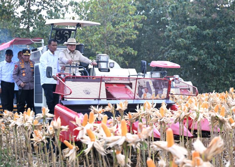 Surplus Jagung Kokohkan Ketahanan Pangan Nasional