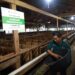 BAZNAS RI Hadirkan Program Kurban Berkah Berdayakan Desa 2026 9 BAZNAS RI Hadirkan Program Kurban Berkah Berdayakan Desa 2026