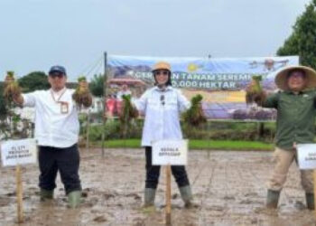 Tanam 50 Ribu Hektare Serentak, Kementan Pacu Produksi Lewat Optimasi Lahan