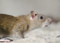 Ampuh! Gini Tips Membasmi Tikus di Rumah, Harus Tahu
