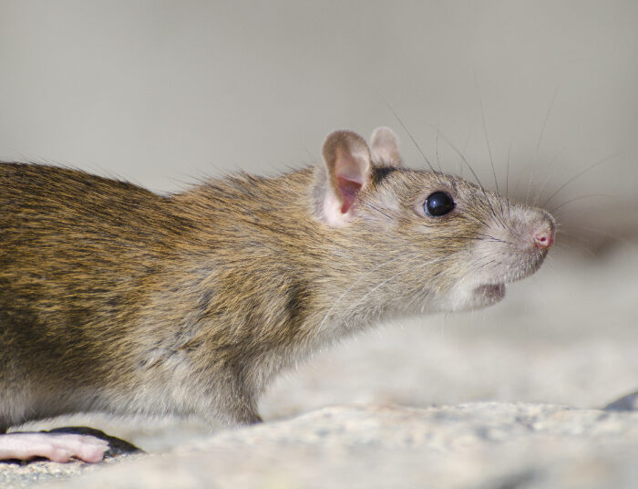 Ampuh! Gini Tips Membasmi Tikus di Rumah, Harus Tahu