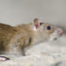 Ampuh! Gini Tips Membasmi Tikus di Rumah, Harus Tahu 9 Ampuh! Gini Tips Membasmi Tikus di Rumah, Harus Tahu