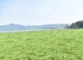Hamparan Liar Eceng Gondok di Waduk Darma Akibat Pembiaran