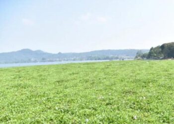 Hamparan Liar Eceng Gondok di Waduk Darma Akibat Pembiaran 2 Hamparan Liar Eceng Gondok di Waduk Darma Akibat Pembiaran