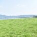 Hamparan Liar Eceng Gondok di Waduk Darma Akibat Pembiaran 8 Hamparan Liar Eceng Gondok di Waduk Darma Akibat Pembiaran