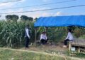 Dukung Ketahanan Pangan Nasional, Satuan Narkoba Lakukan Pengecekan dan Pendampingan Langsung ke Ladang Jagung di Sindangkasi 14 Dukung Ketahanan Pangan Nasional, Satuan Narkoba Lakukan Pengecekan dan Pendampingan Langsung ke Ladang Jagung di Sindangkasi