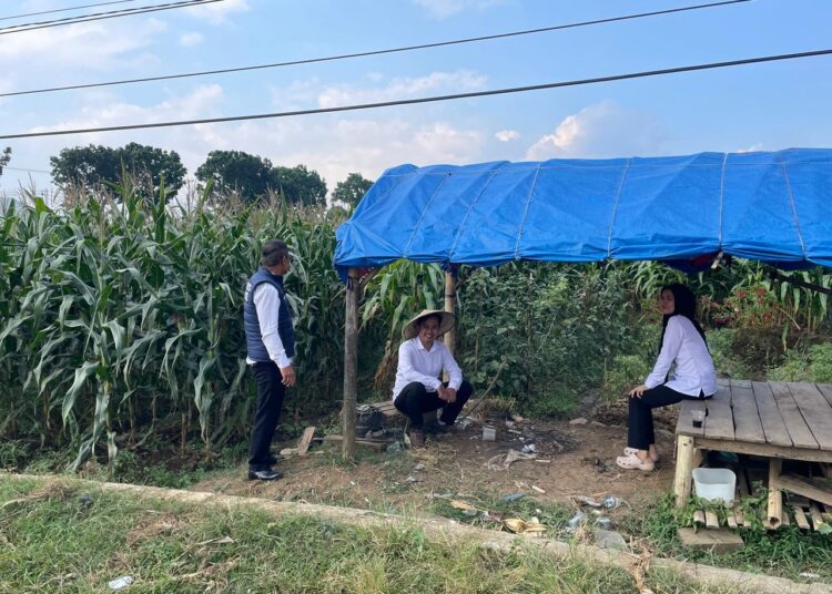 Dukung Ketahanan Pangan Nasional, Satuan Narkoba Lakukan Pengecekan dan Pendampingan Langsung ke Ladang Jagung di Sindangkasi 1 Dukung Ketahanan Pangan Nasional, Satuan Narkoba Lakukan Pengecekan dan Pendampingan Langsung ke Ladang Jagung di Sindangkasi