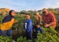Lanjut Usia Yang Sehat, Aktif, Berdaya dan Bermartabat
