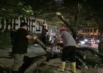 5 Pemotor Tertimpa Pohon Tumbang Depan Unpad Jatinangor, 1 Kritis, 2 Luka Berat, 2 Luka Ringan 2 5 Pemotor Tertimpa Pohon Tumbang Depan Unpad Jatinangor, 1 Kritis, 2 Luka Berat, 2 Luka Ringan
