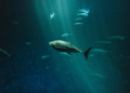 Fakta Unik: Ikan-Ikan Antartika yang Kebal Suhu Minus Ekstrem