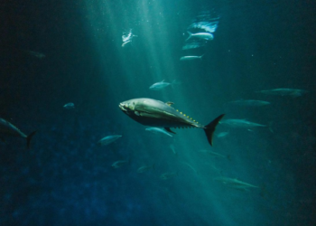 Fakta Unik: Ikan-Ikan Antartika yang Kebal Suhu Minus Ekstrem