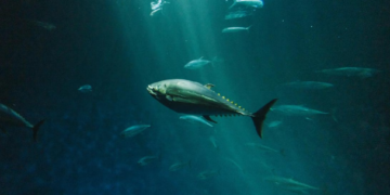 Fakta Unik: Ikan-Ikan Antartika yang Kebal Suhu Minus Ekstrem