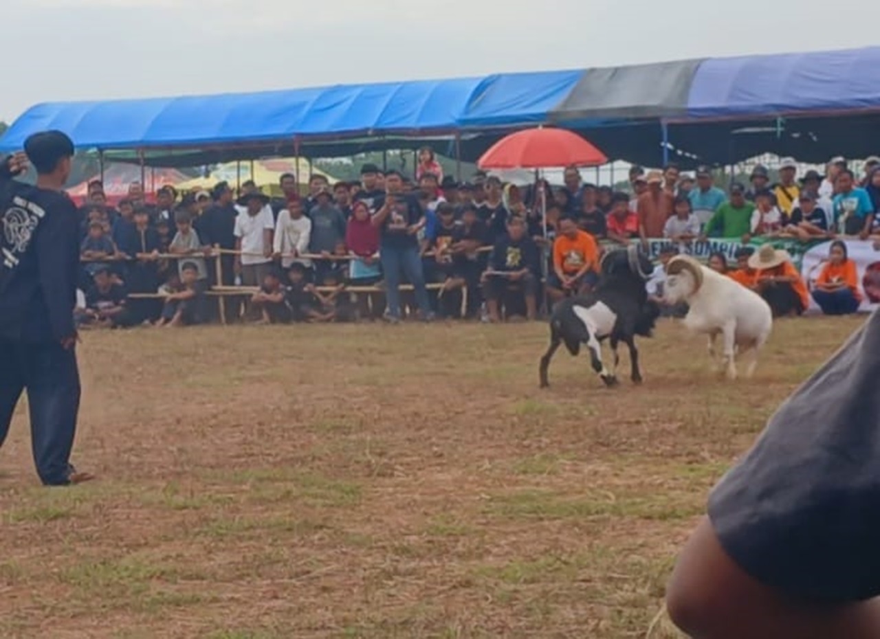 Wayang Golek dan Seni Ketangkasan Domba Garut Warnai Hari Jadi Desa Pakubeureum Ke‑105 2 Seni Ketangkasan Domba Garut