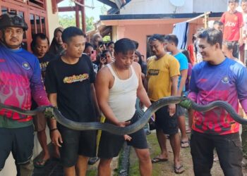 Ular Lanang Sapi dan Ular King Kobra 3,5 Meter Dievakuasi Tim Damkar 1 Ular Lanang Sapi dan Ular King Kobra 3,5 Meter Dievakuasi Tim Damkar