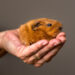 Wajib Tahu! Gini Tips Memelihara Hamster Supaya Nyaman