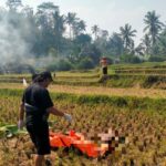 Tubuh Telanjang Tewas Tergeletak di Tengah Sawah