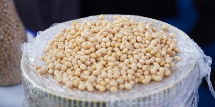 Kepala Bapanas: Harga Kedelai Impor Tidak Boleh Naik Semena-mena 1 Kepala Bapanas: Harga Kedelai Impor Tidak Boleh Naik Semena-mena