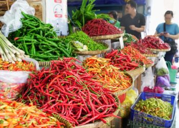 Pemerintah Jaga Harga Petani Cabai Dibarengi Penstabilan Harga di Tingkat Konsumen 2 Pemerintah Jaga Harga Petani Cabai Dibarengi Penstabilan Harga di Tingkat Konsumen