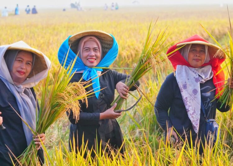 FAO Akui Stok Beras Indonesia Meningkat Pesat, Produksi Tertinggi di Asia Tenggara 1 FAO Akui Stok Beras Indonesia Meningkat Pesat, Produksi Tertinggi di Asia Tenggara