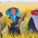 FAO Akui Stok Beras Indonesia Meningkat Pesat, Produksi Tertinggi di Asia Tenggara