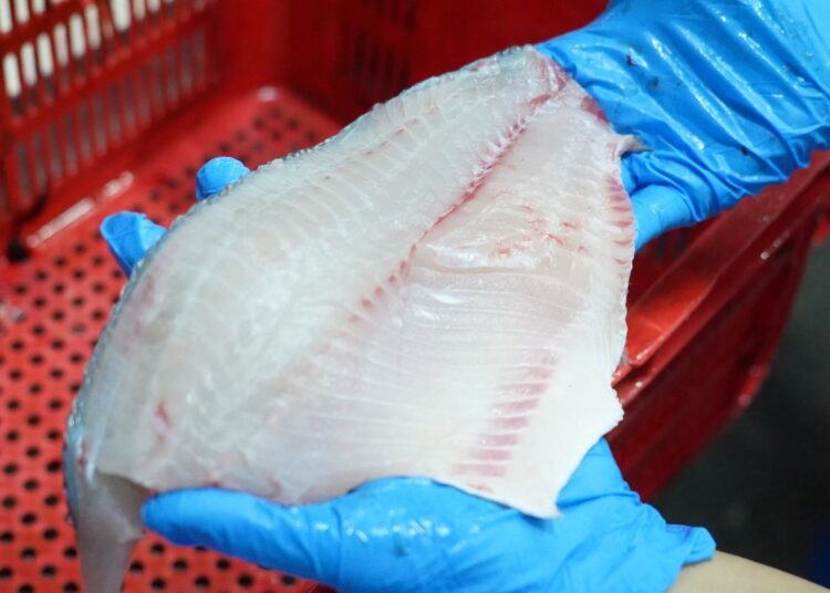 Tilapia Jadi Komoditas Andalan Baru Indonesia Tembus Pasar Perikanan Eropa 1 Tilapia Jadi Komoditas Andalan Baru Indonesia Tembus Pasar Perikanan Eropa